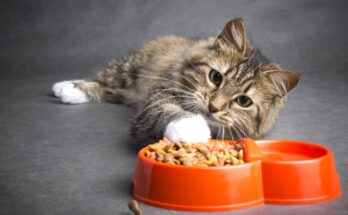 Why Is My Cat Not Eating? Causes & Solutions