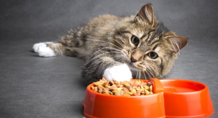 Why Is My Cat Not Eating? Causes & Solutions